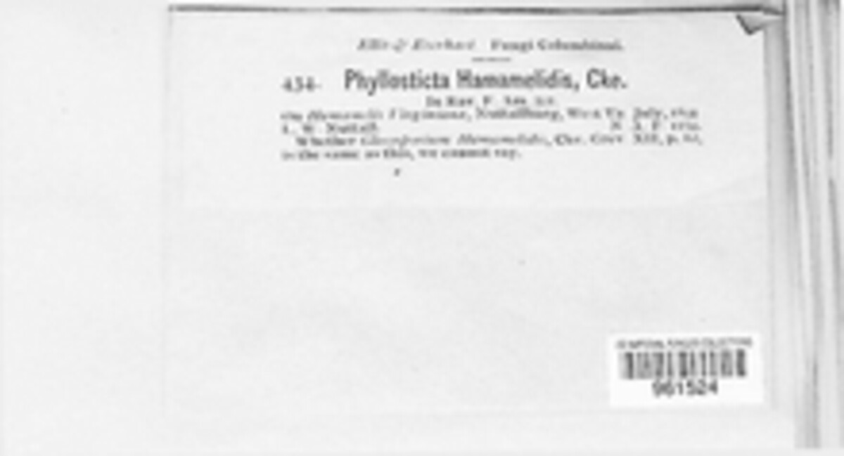 Phyllosticta hamamelidis image